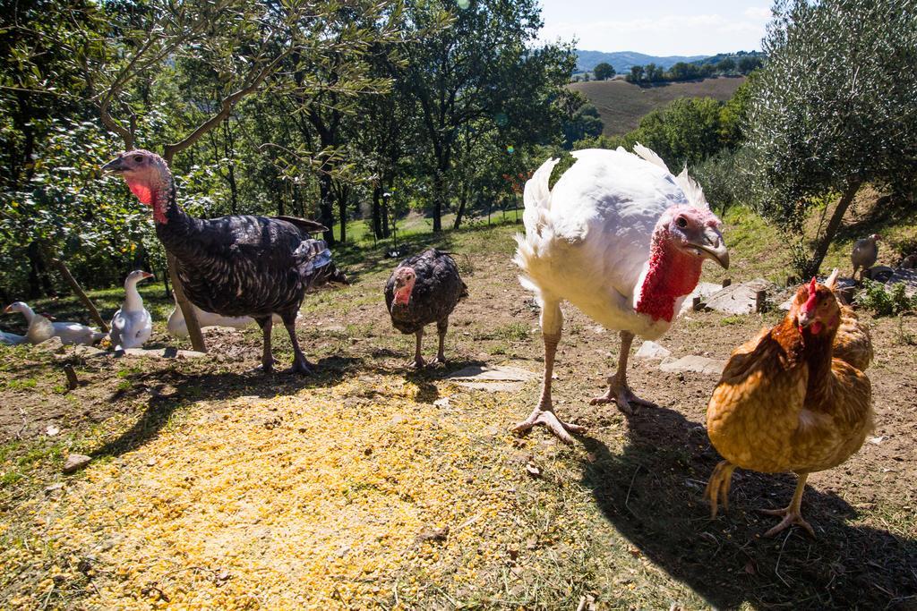 Agriturismo La Coccinella Valfabbrica Dış mekan fotoğraf