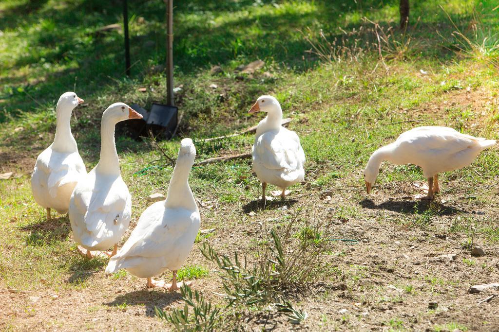 Agriturismo La Coccinella Valfabbrica Dış mekan fotoğraf