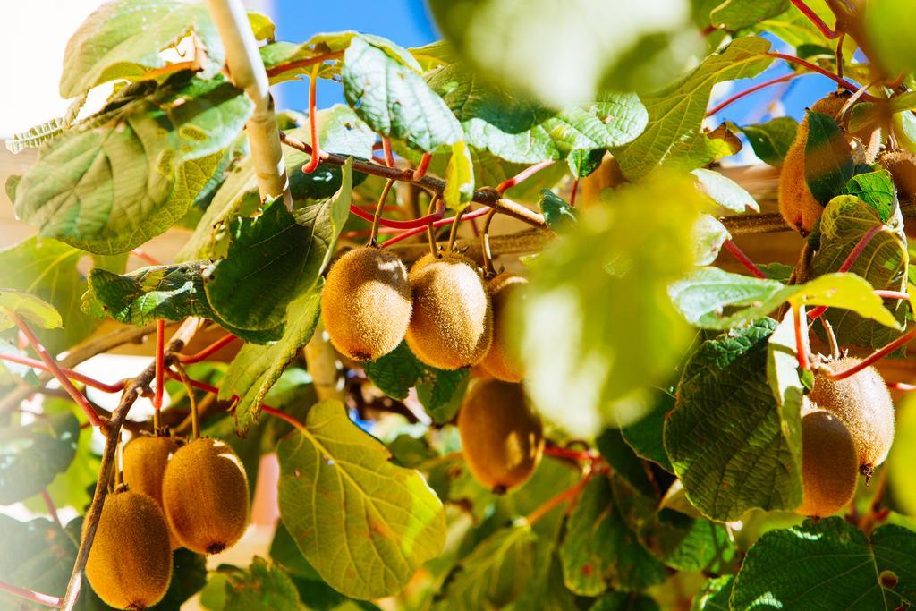 Agriturismo La Coccinella Valfabbrica Dış mekan fotoğraf