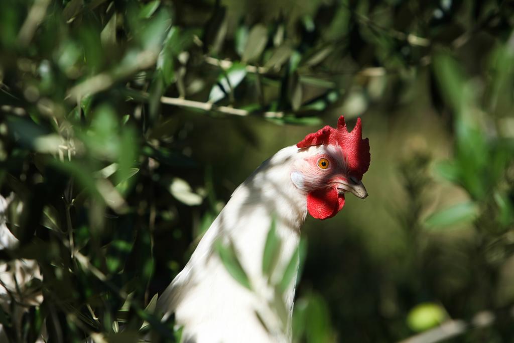 Agriturismo La Coccinella Valfabbrica Dış mekan fotoğraf