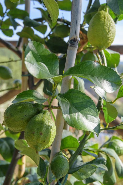 Agriturismo La Coccinella Valfabbrica Dış mekan fotoğraf